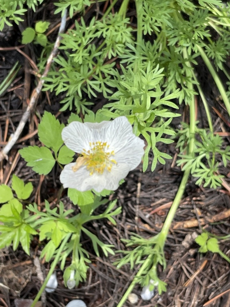 Drummond's Anemone photo 5