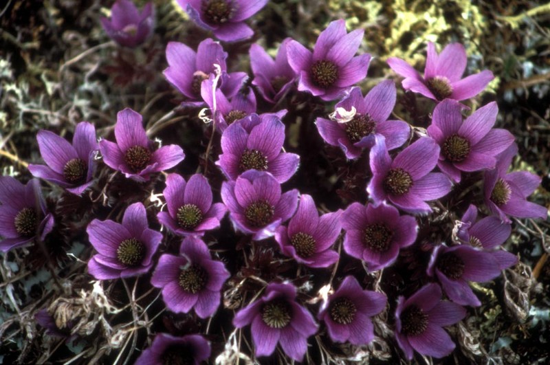 Drummond's Anemone photo 4