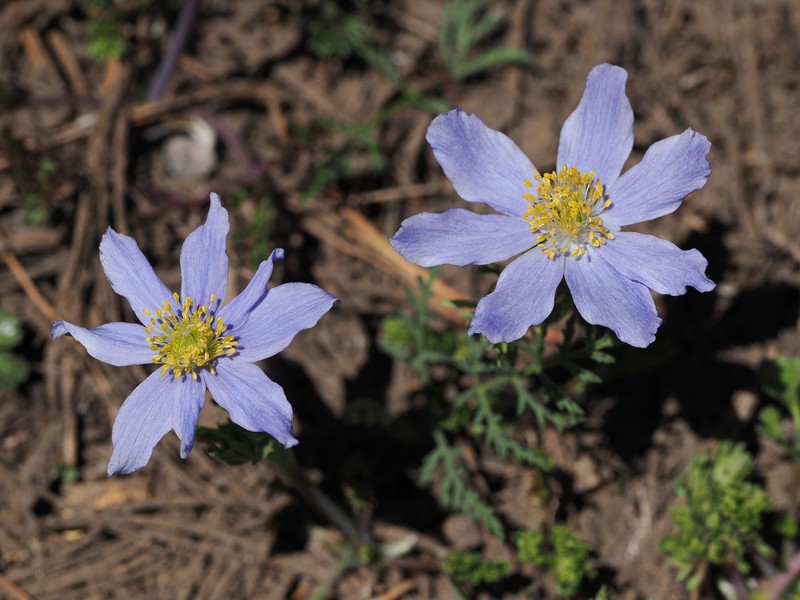 Anemone drummondii subsp. drummondii