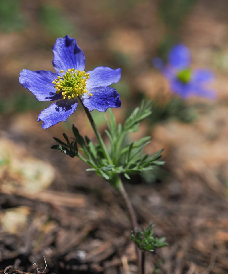 Anemone drummondii subsp. drummondii photo 2