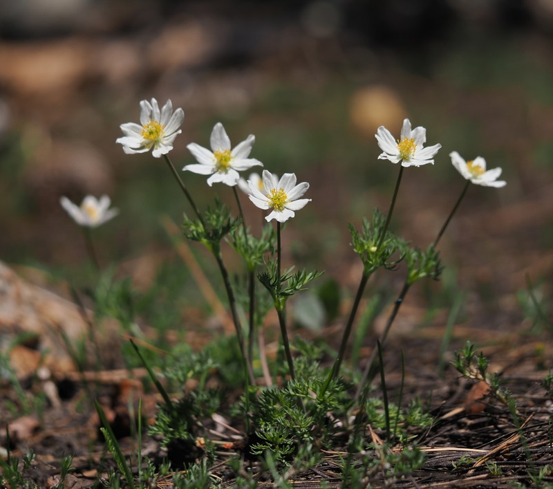 Anemone drummondii subsp. drummondii photo 3