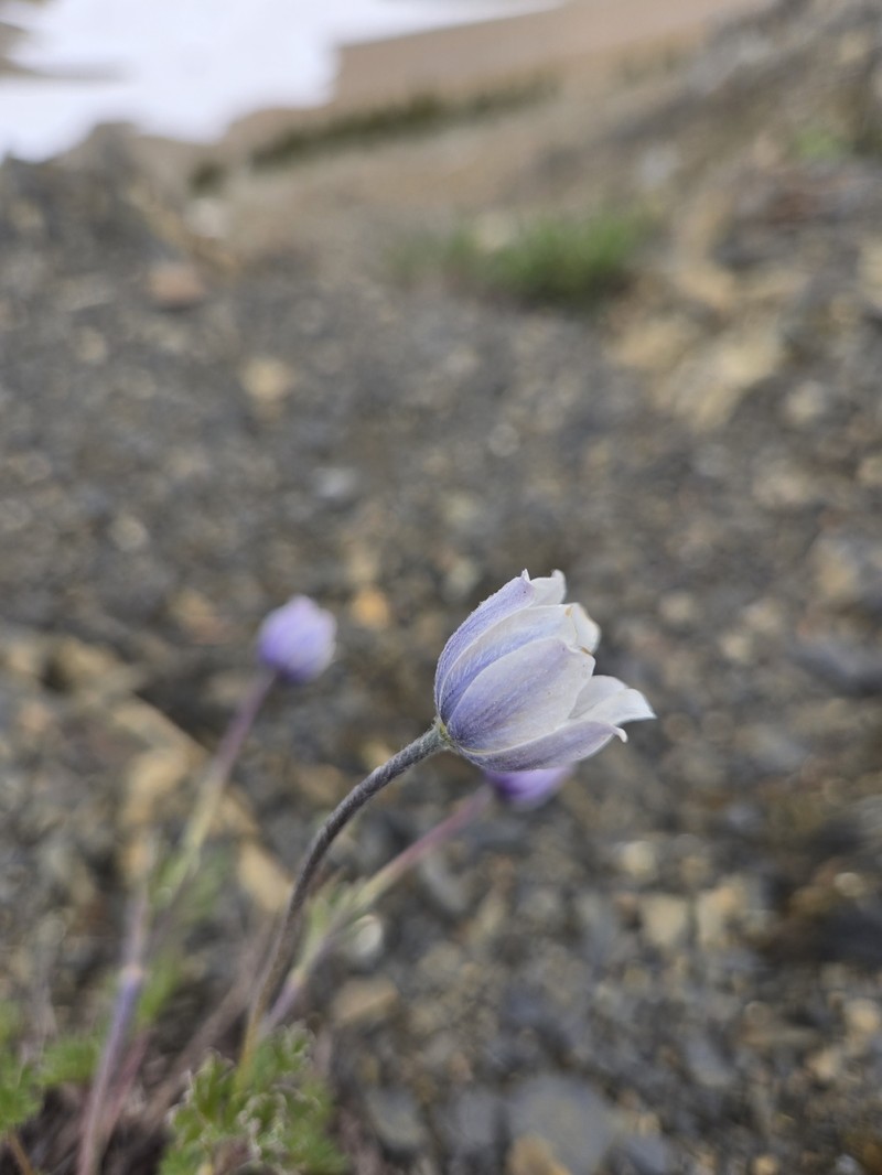 Anemone drummondii subsp. drummondii photo 4