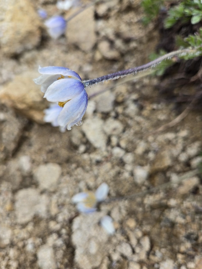 Anemone drummondii subsp. drummondii photo 5