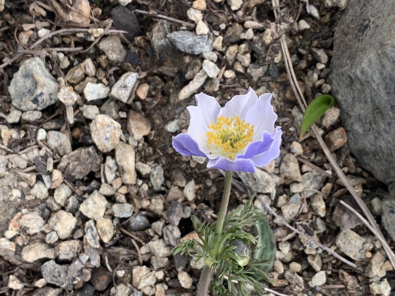 Anemone drummondii subsp. drummondii photo 6