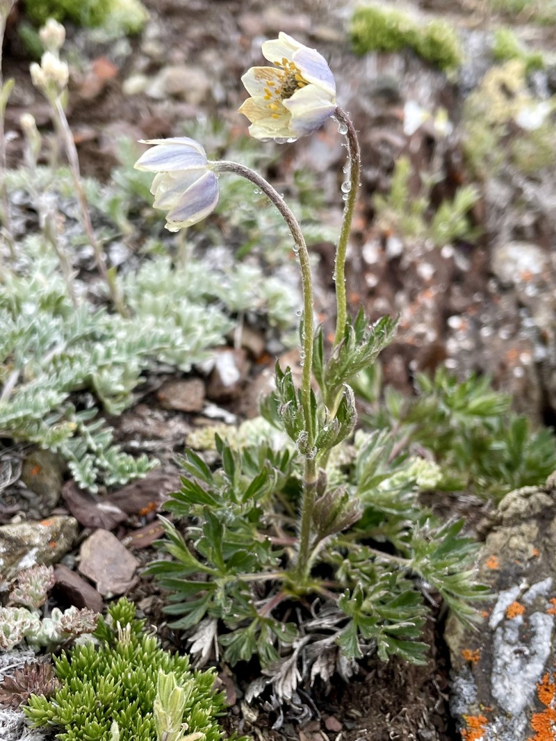 Anemone drummondii subsp. drummondii photo 7