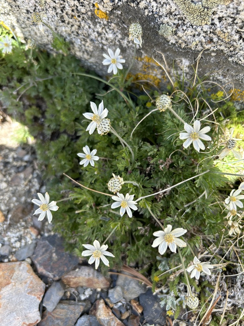 Anemone drummondii subsp. drummondii photo 8