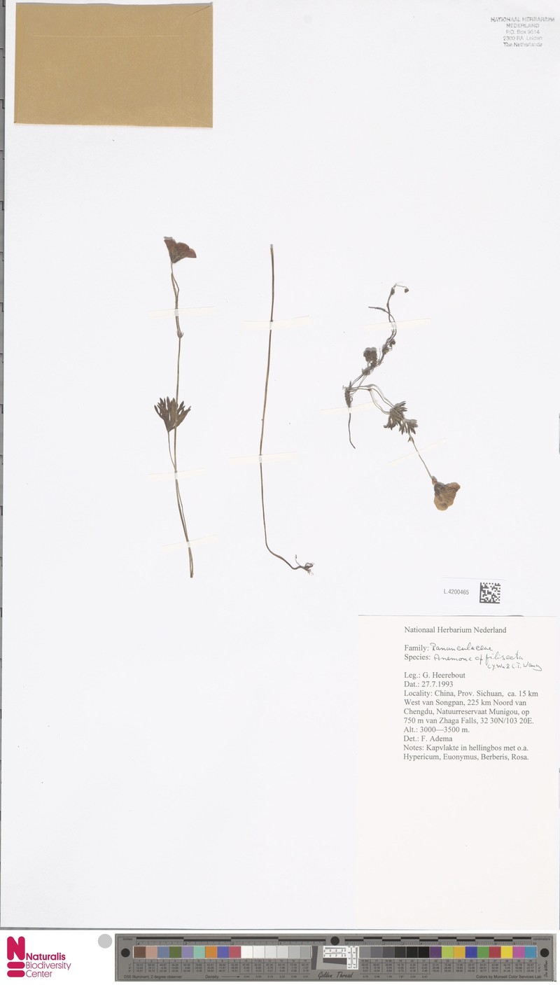 Anemone filisecta