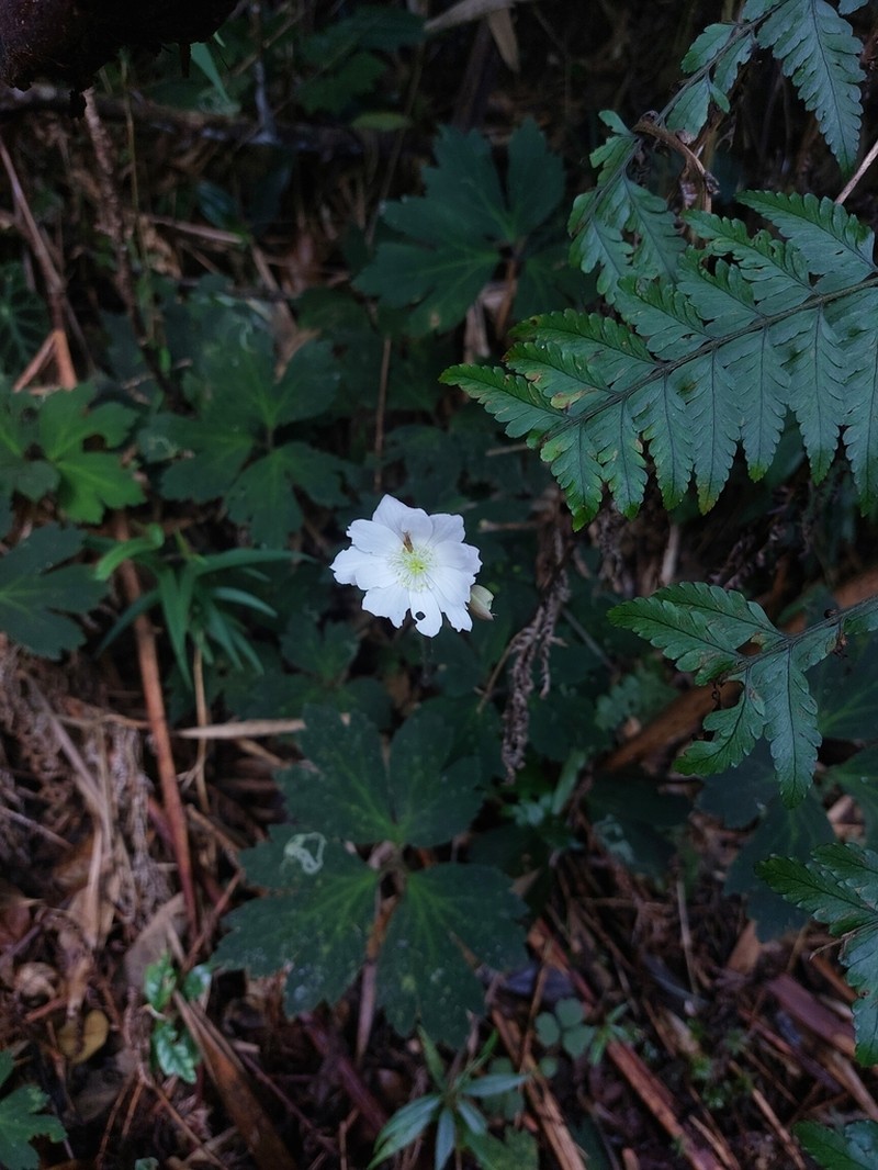 Anemone glazioviana