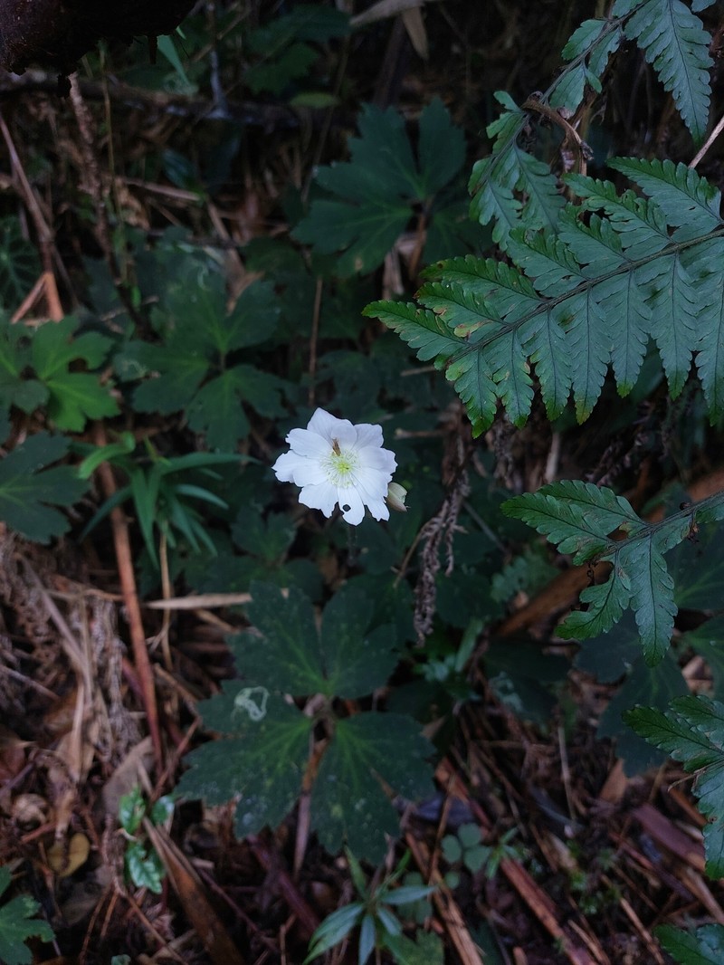 Anemone glazioviana photo 2