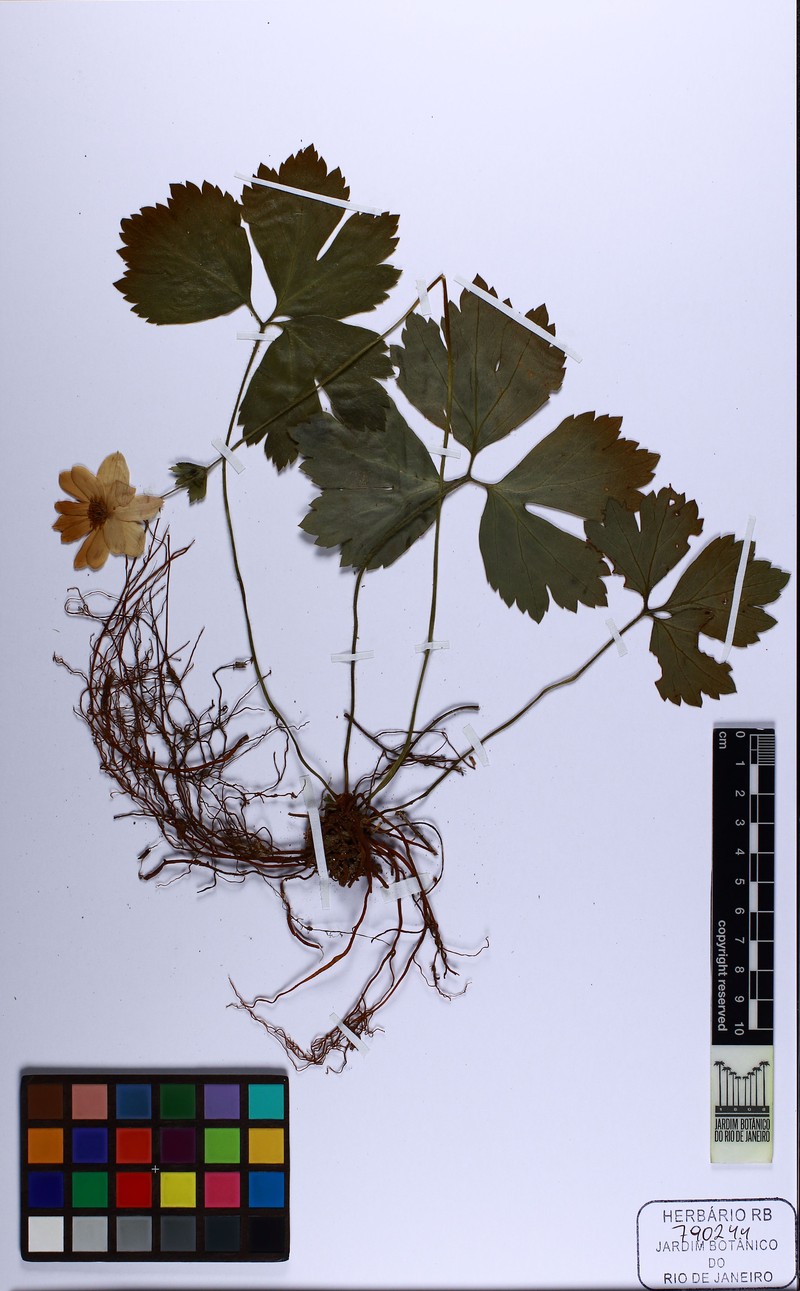 Anemone glazioviana