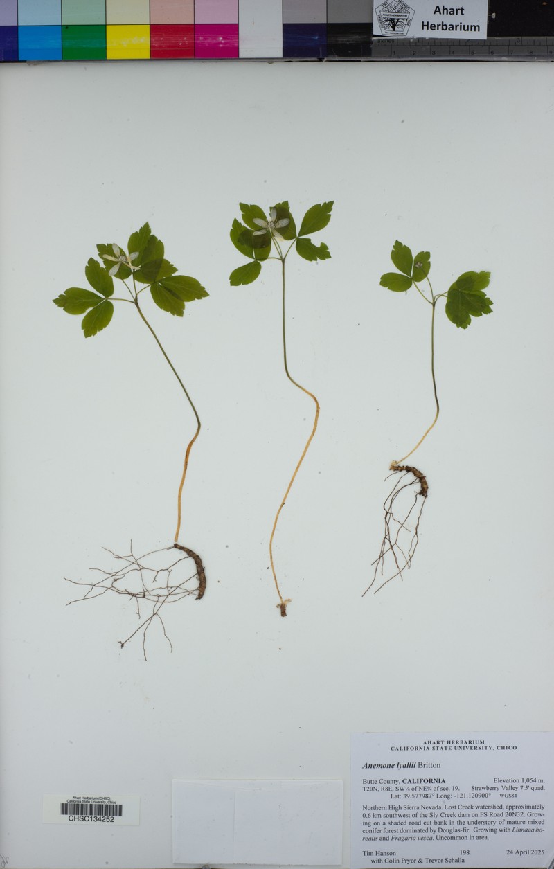 Little Mountain Thimbleweed