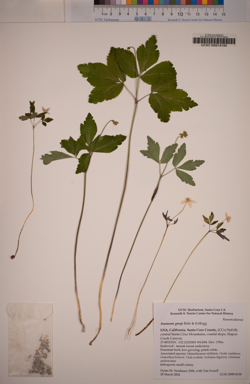 Little Mountain Thimbleweed photo 2
