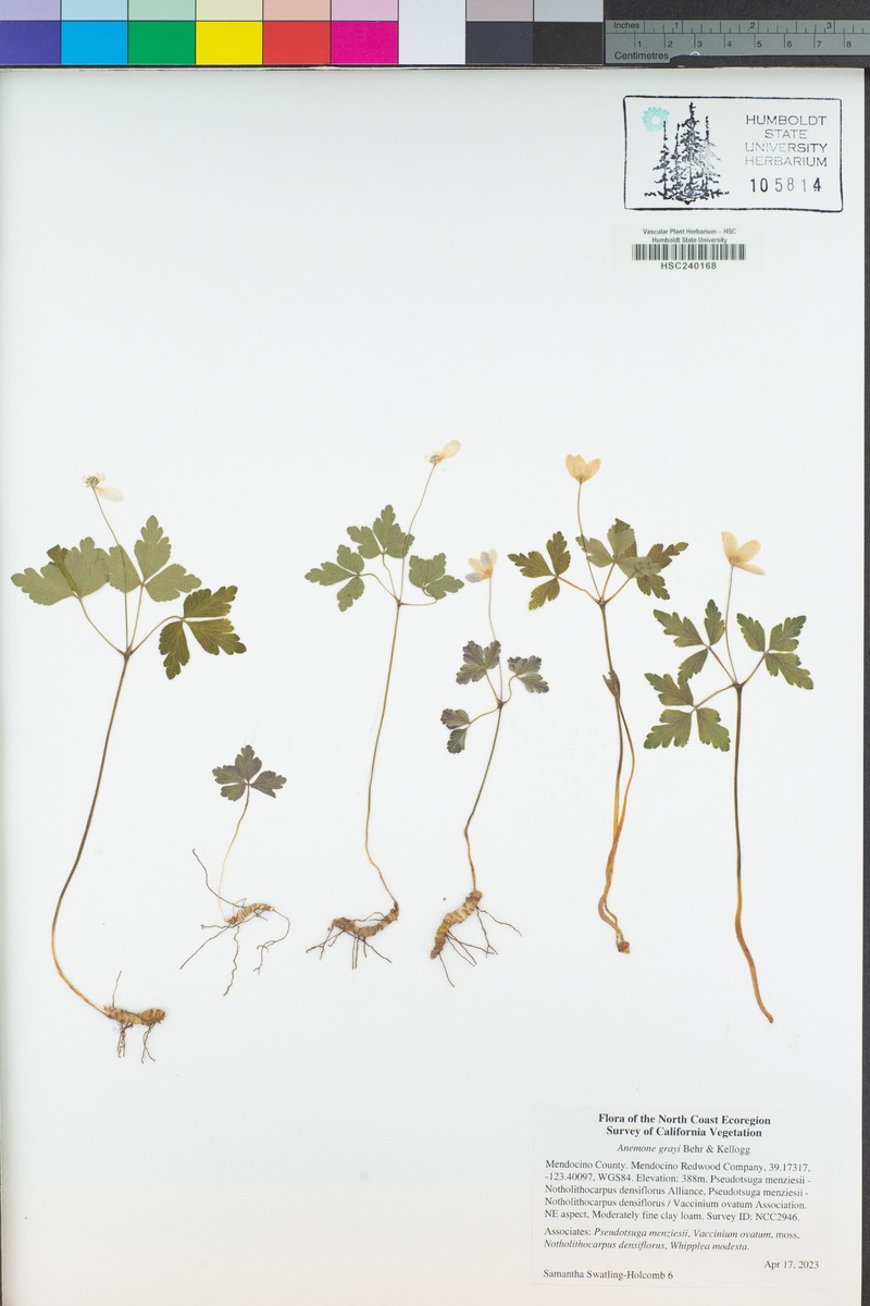 Little Mountain Thimbleweed photo 4