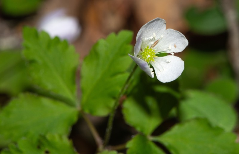 Little Mountain Thimbleweed