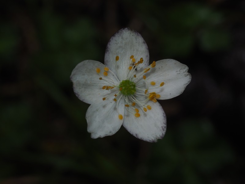 Anemone griffithii photo 3