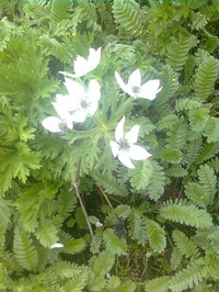 Anemone griffithii
