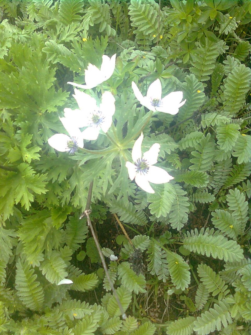 Anemone griffithii