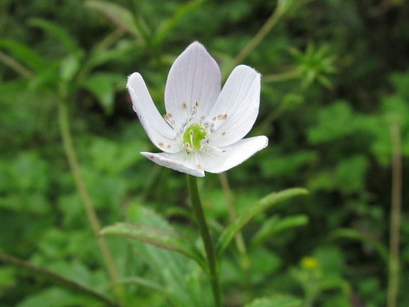 Anemone griffithii photo 2
