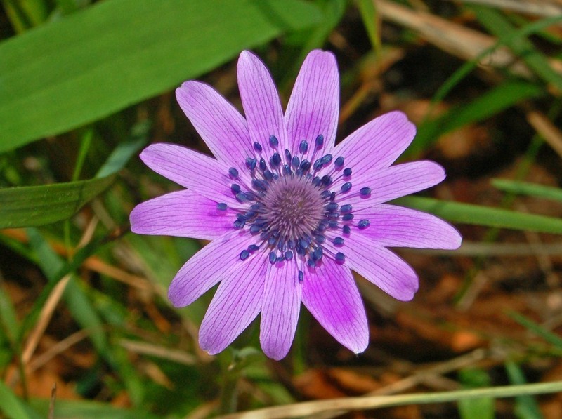 Anemone hortensis photo 2