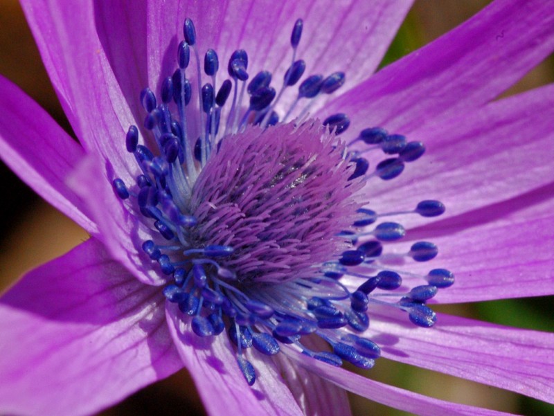 Anemone hortensis photo 3