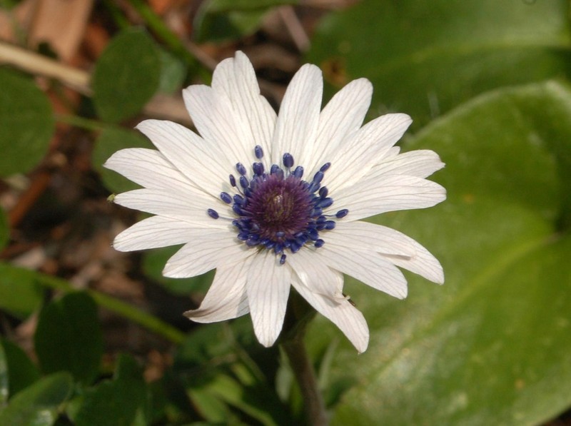 Anemone hortensis photo 4