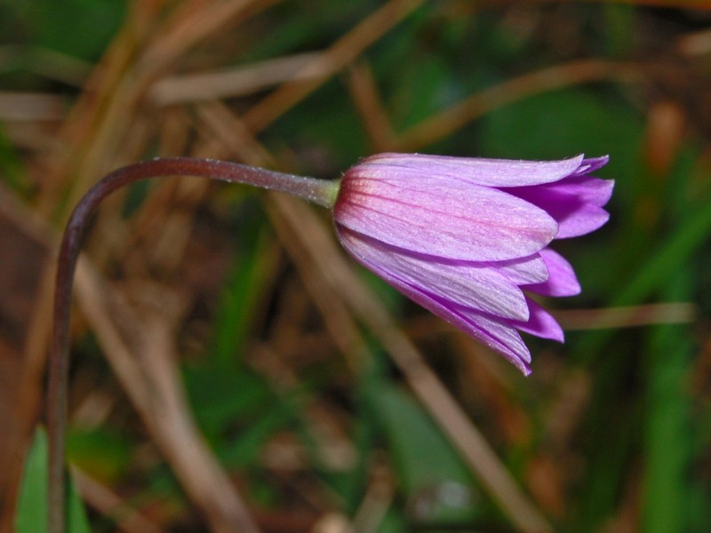 Anemone hortensis photo 5