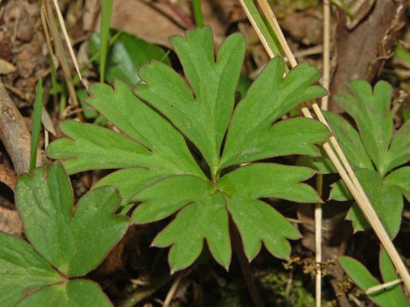 Anemone hortensis photo 6