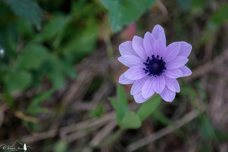 Anemone hortensis photo 7