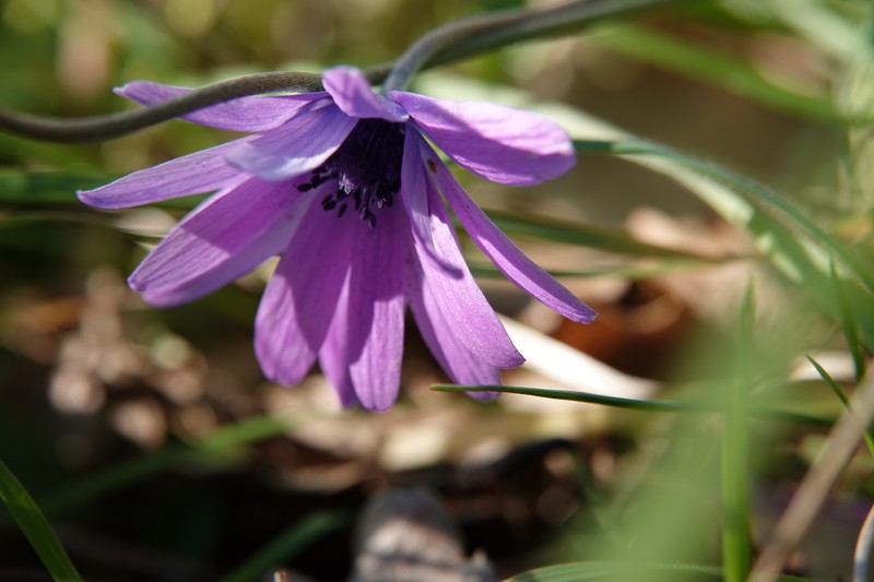 Anemone hortensis var. hortensis