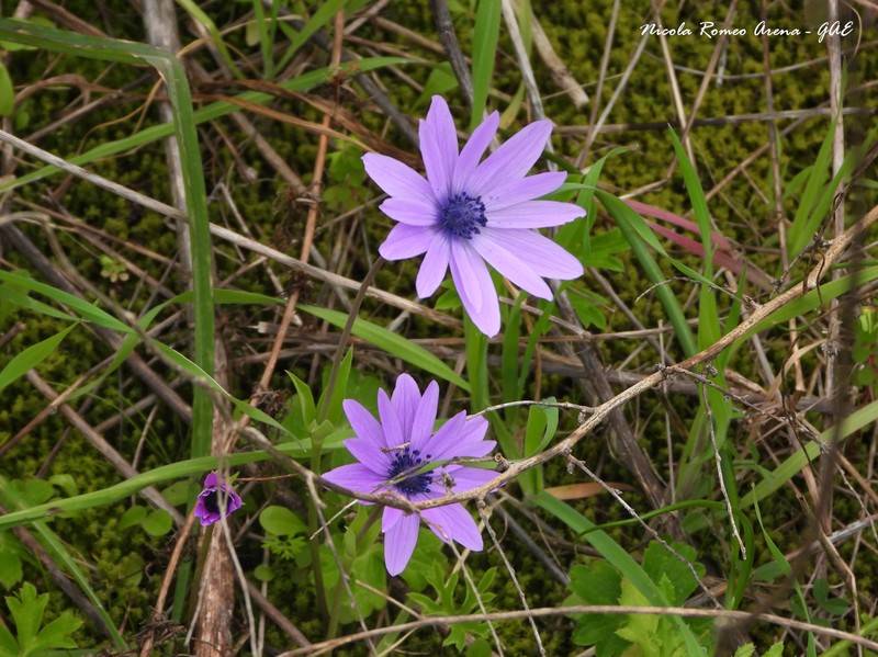 Anemone hortensis var. hortensis photo 2
