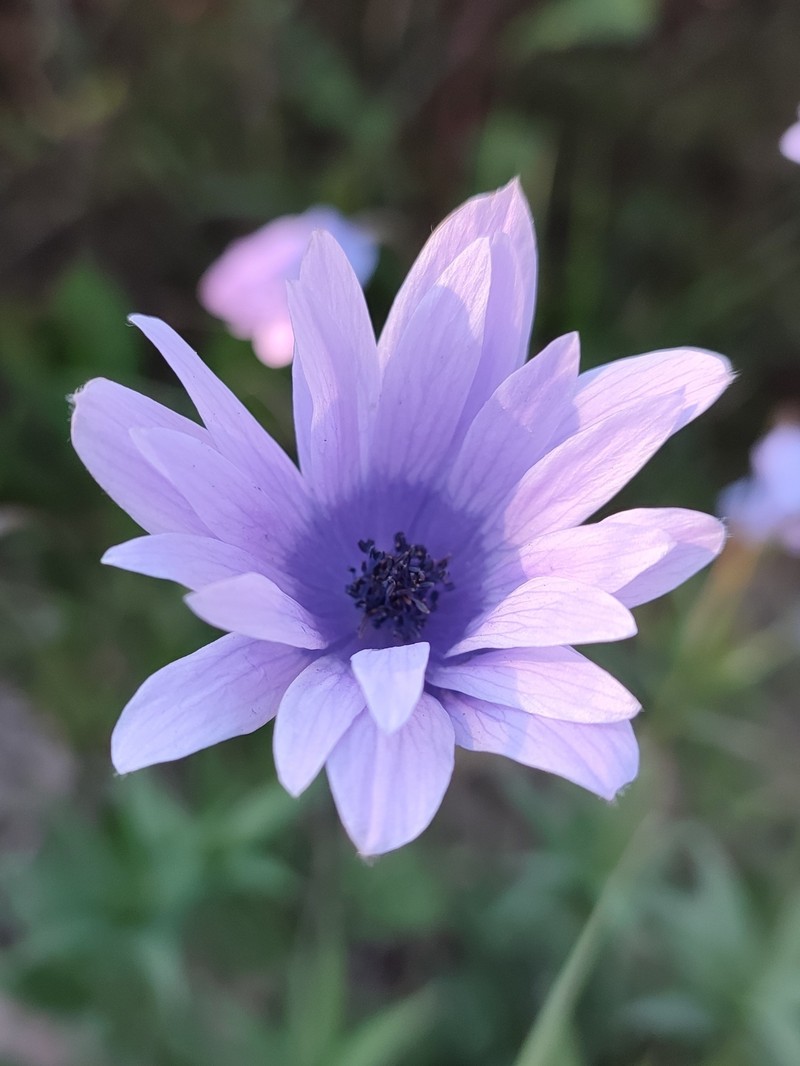 Anemone hortensis var. hortensis photo 3