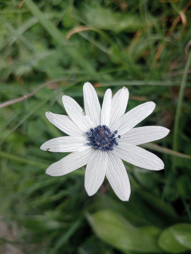 Anemone hortensis var. hortensis photo 4