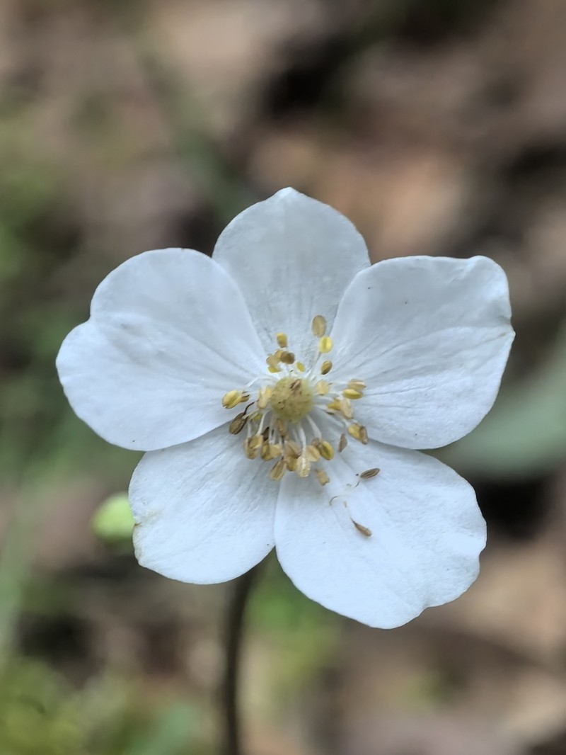 Anemone howellii