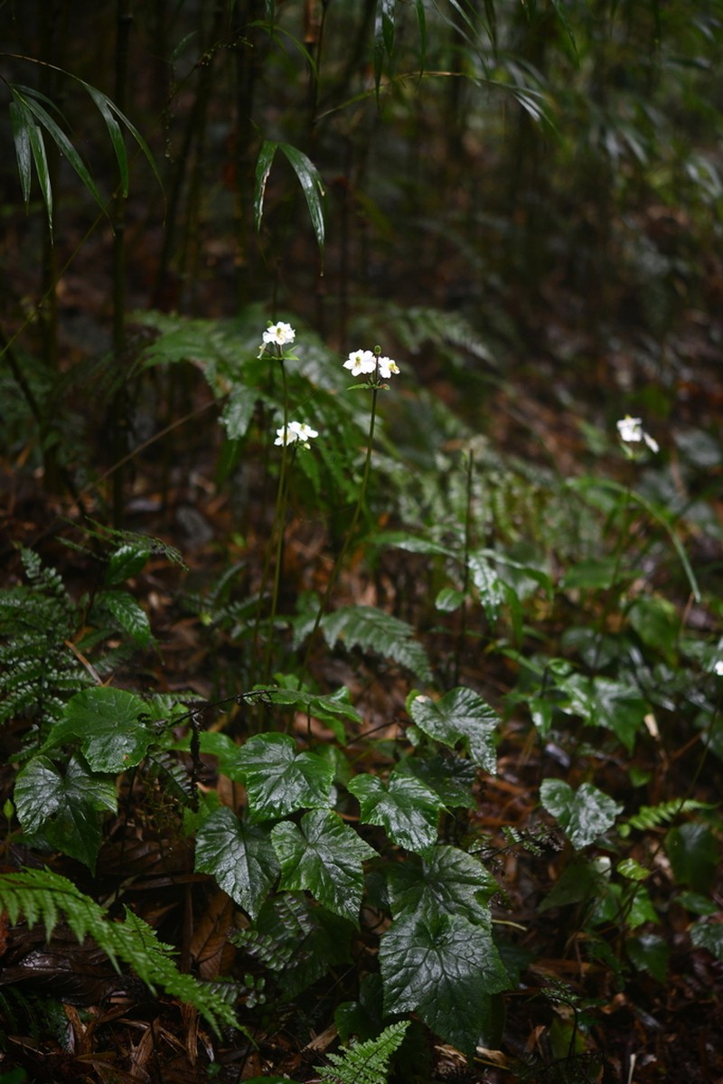 Anemone howellii photo 2
