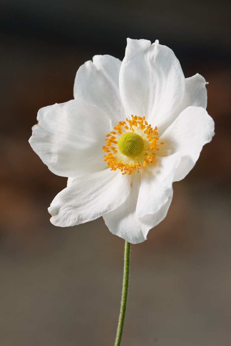 Japanese Thimbleweed