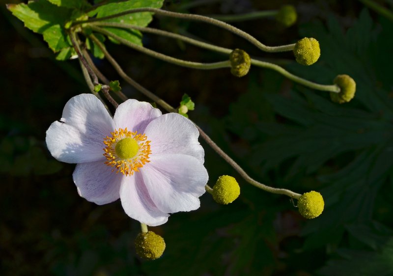 Japanese Thimbleweed photo 2