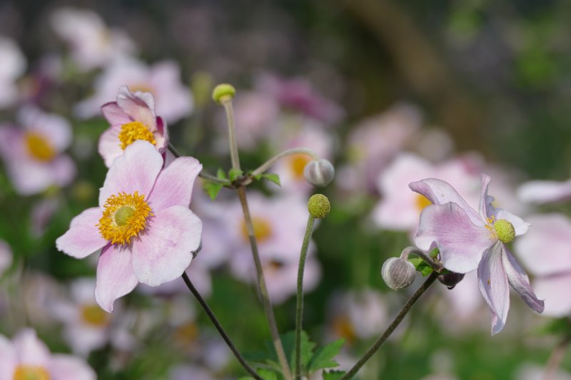 Japanese Thimbleweed photo 3