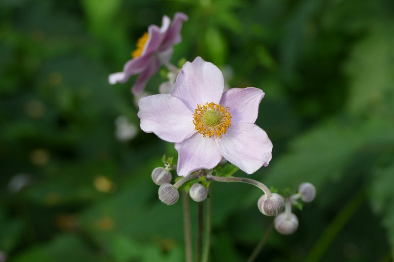 Japanese Thimbleweed photo 4