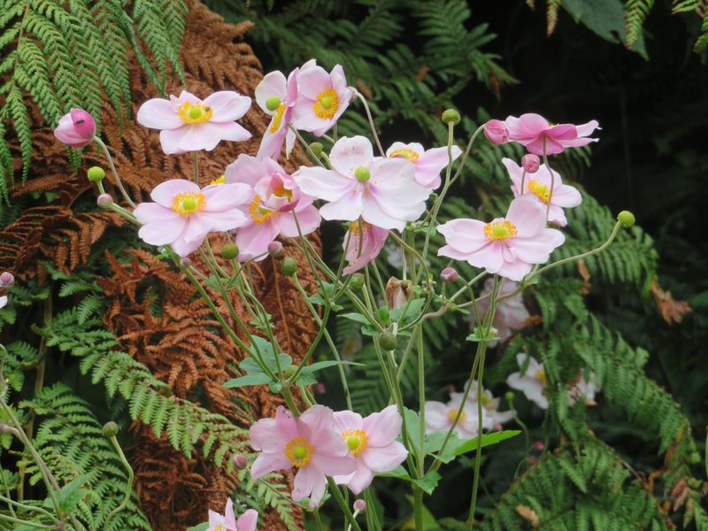 Japanese Thimbleweed photo 5