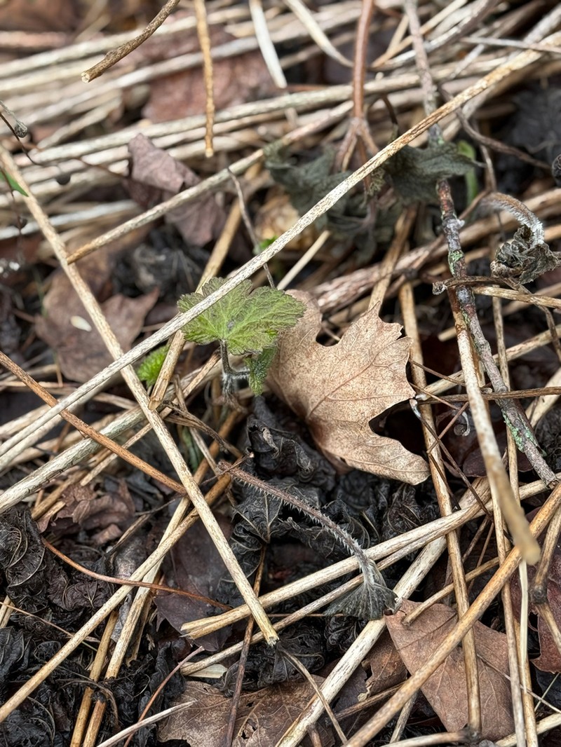Anemone imperialis