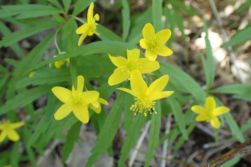 Anemone jenisseensis photo 3
