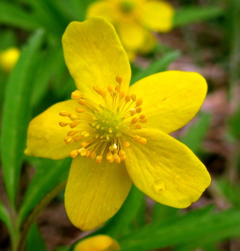 Anemone jenisseensis