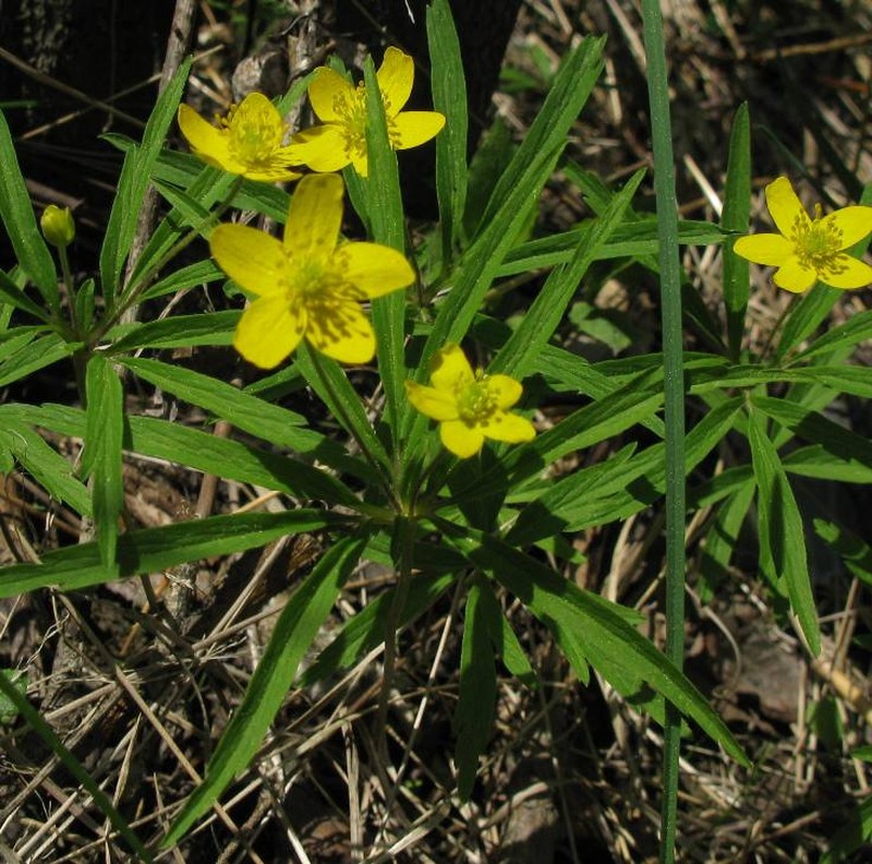 Anemone jenisseensis photo 6