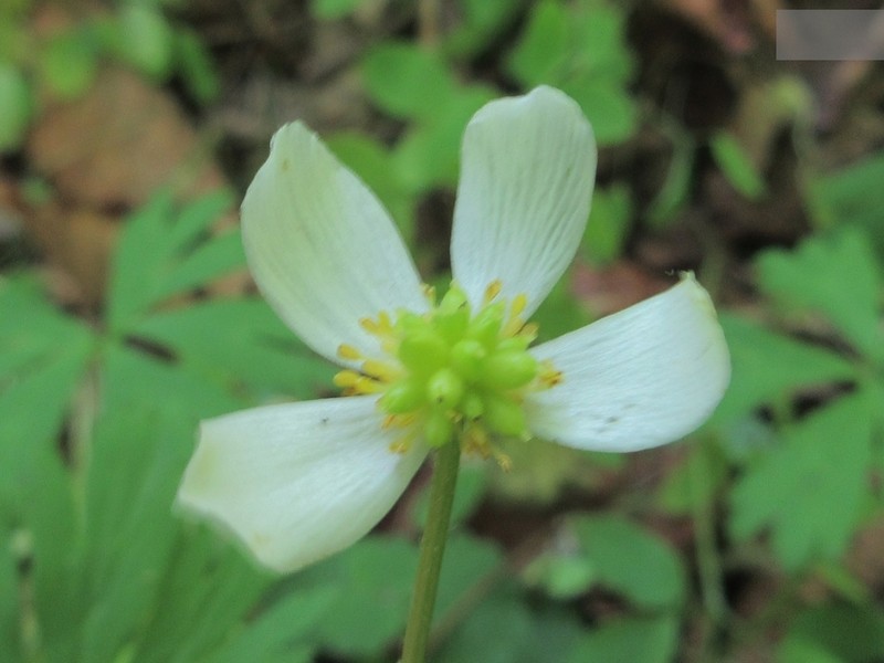 Anemone koraiensis
