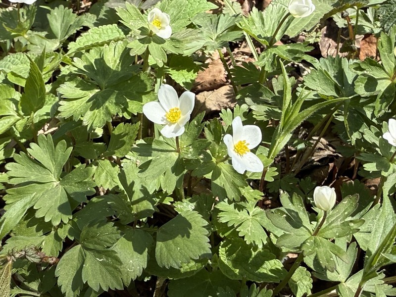 Anemone koraiensis photo 2