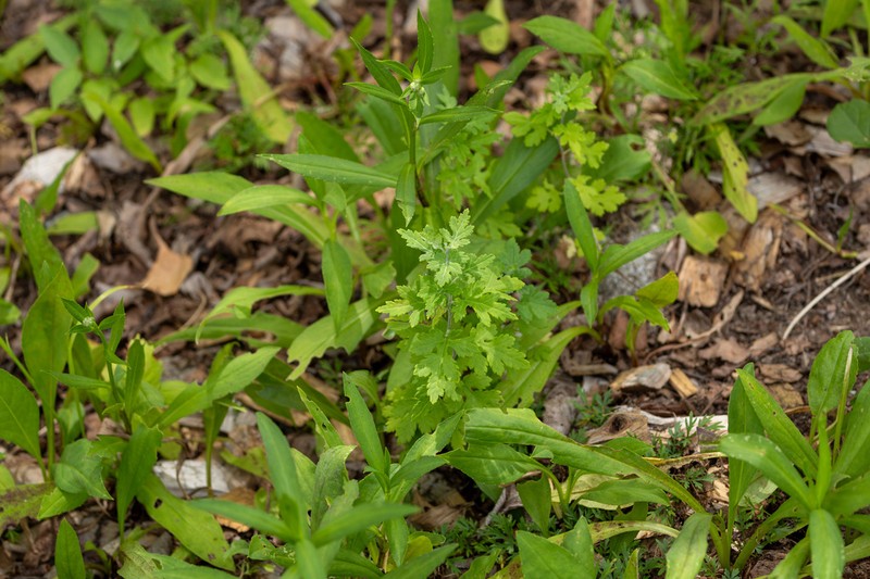Anemone koraiensis photo 3