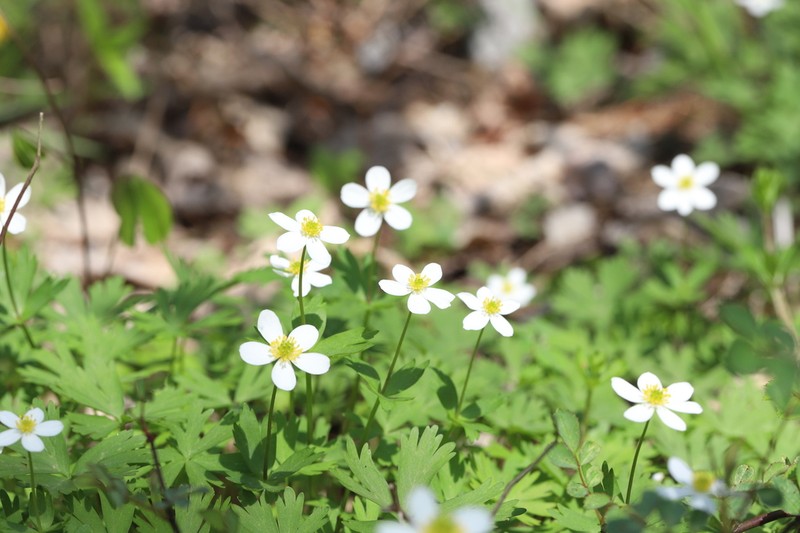 Anemone koraiensis photo 4