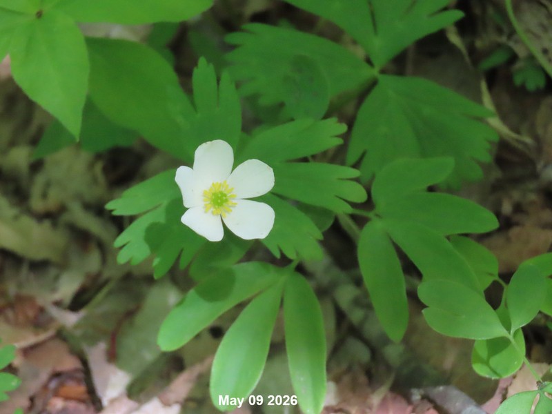 Anemone koraiensis photo 5