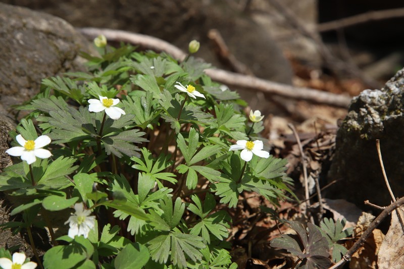 Anemone koraiensis photo 6