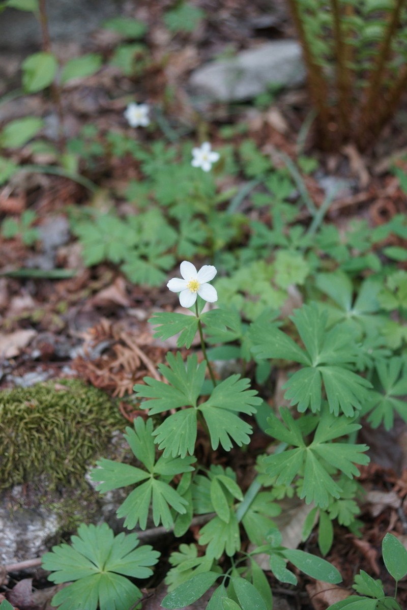 Anemone koraiensis photo 7